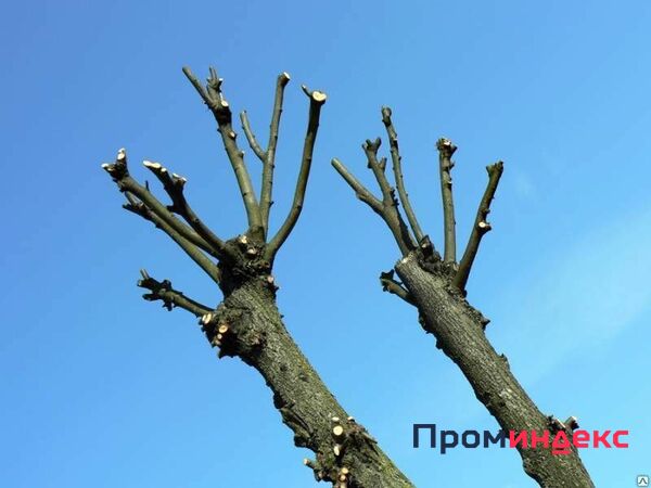 Фото Обрезка деревьев