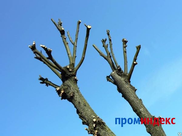 Фото Обрезка кронирование деревьев