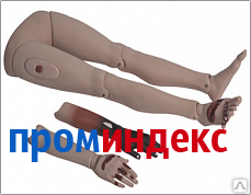 Фото Модели травматических повреждений конечностей, DM-FA6805/1 / G110-4