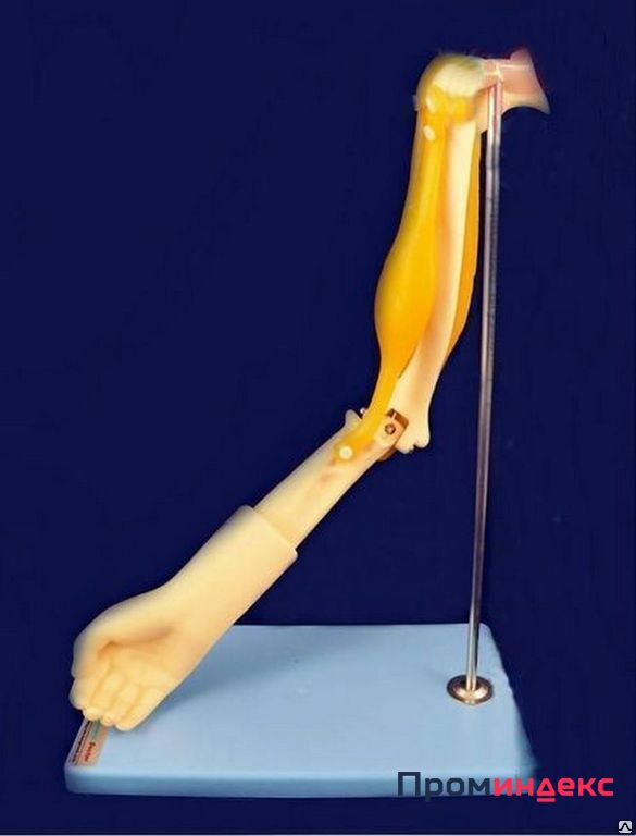 Фото Модель локтевого сустава с функциональными мышцами