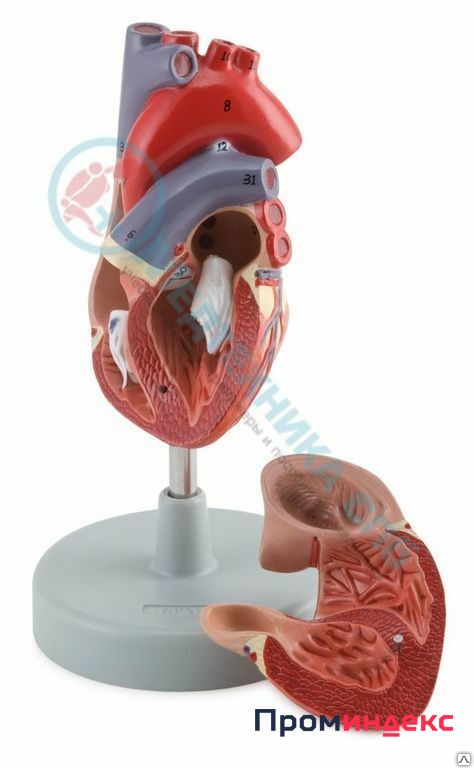 Фото Модель сердца и системы кровообращения человека