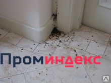 Фото Дезинсекция квартиры от муравьев