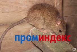 Фото Дератизация общежития от крыс