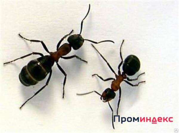 Фото Уничтожение муравьев.