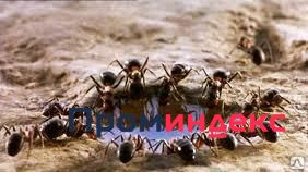 Фото Дезинсекция участка от муравьев