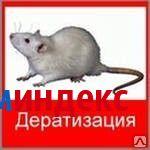 Фото Дератизация крыс