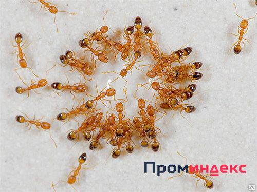 Фото Дезинсекция общежития от муравьев