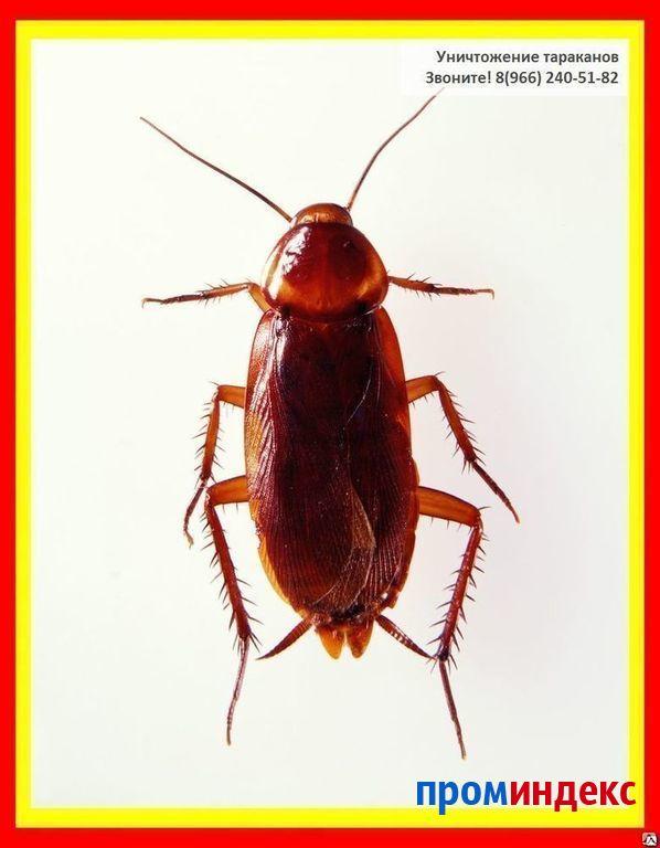 Фото Обработка и травление тараканов в комнате и дома