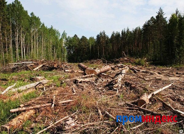 Фото Вырубка леса механическая