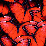 фото Глянцевые стеновые панели МДФ 2800*610*6 SP 104 бабочки