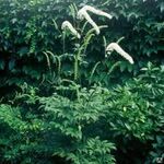 фото Клопогон сердцелистный (Cimicifuga cordifolia) С5.