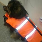 фото Спасательный жилет для собак размер S