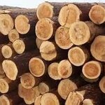 фото Бревно (Wholesale timber 200х200 of oak, length from 2 to 6 meters)
в