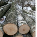 фото Круглая береза для шахт Logs of birch for mine
в