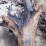 фото Пни с корнями № 1 орех ч.а. естественной влажности d 300-1100 h 900