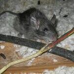 фото Дератизация
 многоквартирного дома от крыс