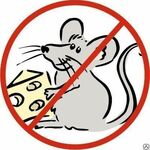 фото Дератизация - Борьба с крысами, мышами и др.