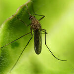 фото Обработка от комаров и мух