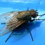фото Уничтожение мух муравьев мокриц уничтожение комаров Дезинсекция
