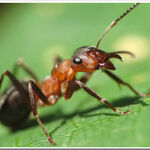 фото Средство от муравьёв