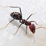 фото Избавиться от муравьёв, борьба с муравьями, уничтожение муравьёв, муравьи.