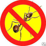 фото Уничтожение муравьев в любом помещении