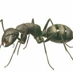 фото Дезинсекция (блохи,муравьи)