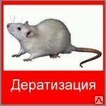 фото Дератизация крыс