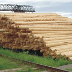 фото Опоры ЛЭП пропитанные деревянные 6 м