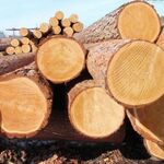 фото Кругляк деловая древесина, ель, D 30-50 см, ЕВ, Н 6м