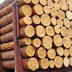 фото Кругляк деловая древесина,Ель,D3050См,Ев,Н6М