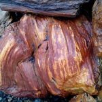 фото Ландшафтный камень Окаменелое дерево