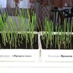 Фото №3 ПроРостим - биоорганический стимулятор роста растений