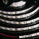 фото Лента светодиодная SMD3528, 120LED/м 12V 9.6W/м 5м, IP20 (интерьерная)